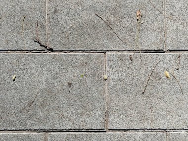 Düşmüş iğneler ve tohumlarla büyük dikdörtgen gri fayanslardan yapılmış zemin dokusu.