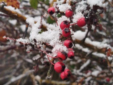 Ön planda kar ve buzla kaplı kırmızı kış meyveleri