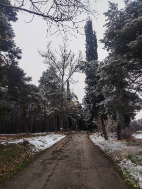 İspanya 'nın Burgos şehrinde bulutlu bir sonbahar gününde hafif kar yağan ağaçlarla kaplı bir park yolu