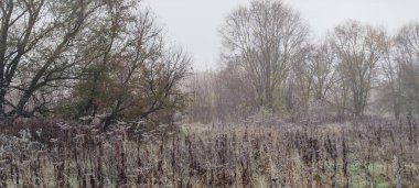 Burgos, İspanya 'da ağaçlar ve kış sabahı sisi ile açık alan