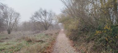 İspanya 'nın Burgos kentindeki sisli bir kış ormanında toprak yol ve yapraklar.