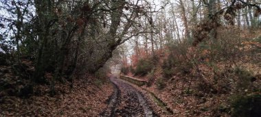 İspanya 'nın Palencia kentinde sonbahar mevsiminde sık meşe ormanlarından geçen çamurlu orman yolu
