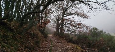 İspanya 'nın Palencia kentinde sonbahar mevsiminde sık meşe ormanlarından geçen çamurlu orman yolu