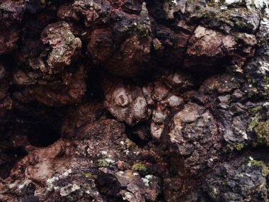 Eski bir ağaç kabuğunun pürüzlü, çatlak dokusunun küçük yosun parçalarıyla yakın çekim makro görüntüsü.