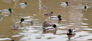Parktaki bir gölün sakin sularında yüzen bir grup yaban ördeği.