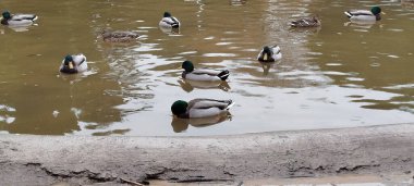 Parktaki bir gölün sakin sularında yüzen bir grup yaban ördeği.