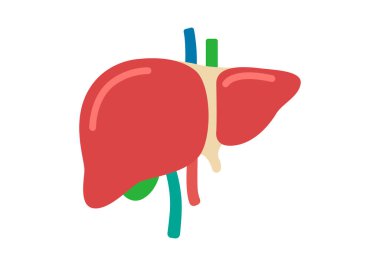 İnsan karaciğerinin anatomisi, sağlık ve tıp kavramları için canlı renklerle betimlenmiştir.