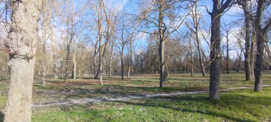 Yapraksız yapraksız yaprak döken ağaçların manzarası. Mavi gökyüzünün altında. Bir kış günü beyaz bulutlarla.