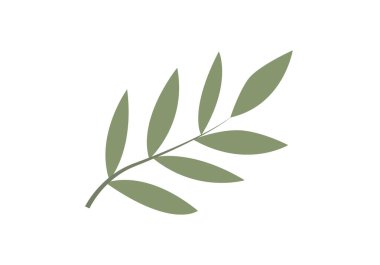 Uzun yeşil yapraklı bir dal. Minimalist tarzda, soyutlanmış.