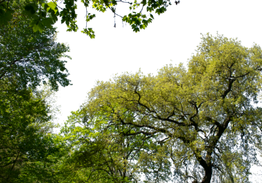 Yapraklı ağaçların alt görünümü