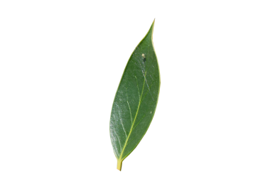 Uzun, parlak yeşil yaprak izole