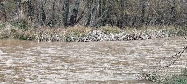 İspanya, Burgos 'ta kışın hızlı akan beyaz su ve nehir bitkisi