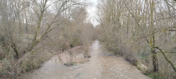 İspanya 'nın Burgos şehrinde bulutlu bir gökyüzünün altında yoğun kış ağaçlarıyla çevrili kudretli bir nehir.