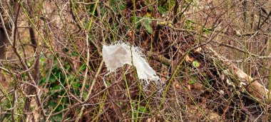 Beyaz plastik torba doğadaki bir çalılığın kuru dallarına takıldı.