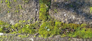 Dokulu bir taş yüzeyde büyüyen yeşil yosun ve yosunların yakın çekimi