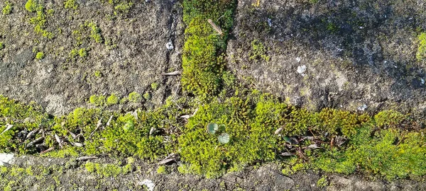 Dokulu bir taş yüzeyde büyüyen yeşil yosun ve yosunların yakın çekimi