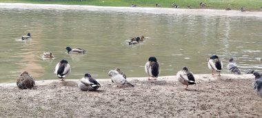 Bir göletin kıyısında dinlenen bir grup ördek ve güvercin.