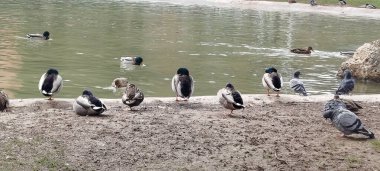 Bir göletin kıyısında dinlenen bir grup ördek ve güvercin.