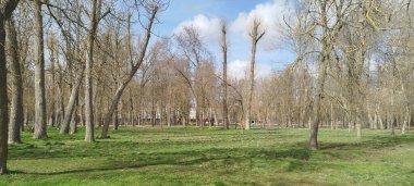 Yaprak döken ağaçlar ve bulutlu mavi gökyüzünün altında yeşil çimenler.