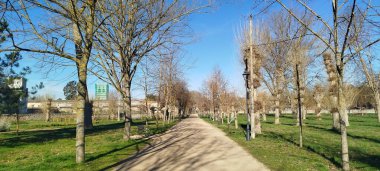 İspanya 'nın Burgos kentindeki açık mavi gökyüzünün altında yeşil çimenli yapraksız ağaçlarla çevrili bir parkta toprak yol.