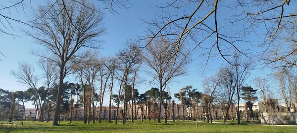 İspanya, Burgos 'ta açık mavi bir gökyüzünün altında yeşil çimenli bir parkta yapraksız ağaçlar.