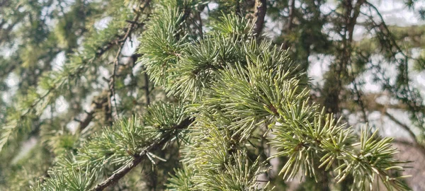 Güneş ışığında yeşil iğneli çam dallarına yakın çekim