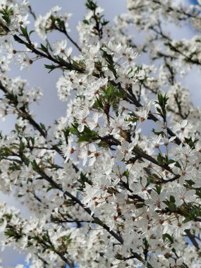 Şehir ortamında beyaz çiçekli yaban eriği ağacı dalı (Prunus spinosa)