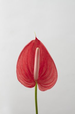 Kırmızı spadix çiçek