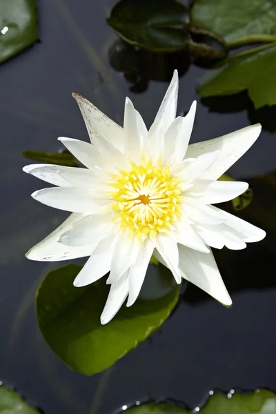 güzel beyaz lotus