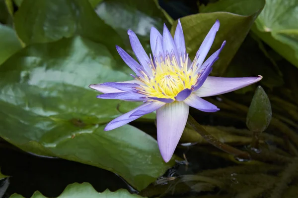 Beautiful purple lotus — Stock Photo, Image