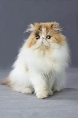 Alaca Farsça kedi ayakta gri arka plan üzerinde
