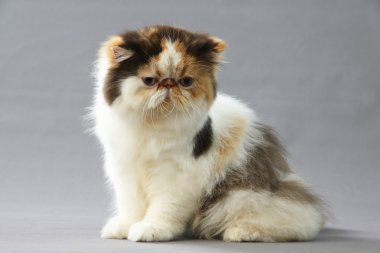 Alaca Farsça kedi 