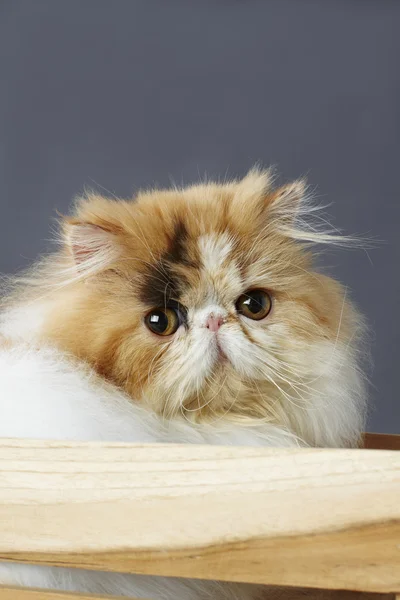 Calico faccia di gatto persiano con scatola di legno — Foto Stock