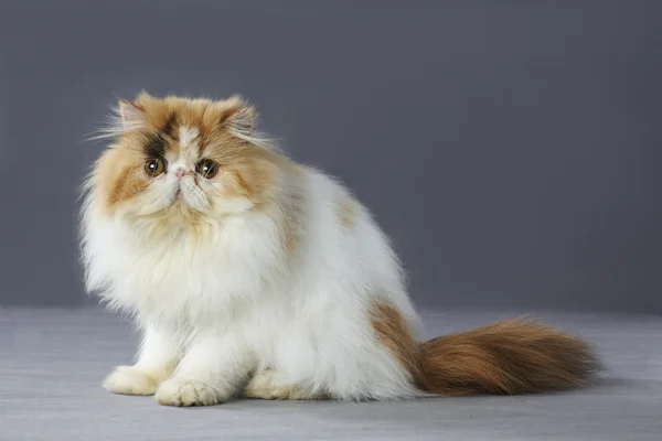 Персидский кот, сидящий на сером фоне — стоковое фото