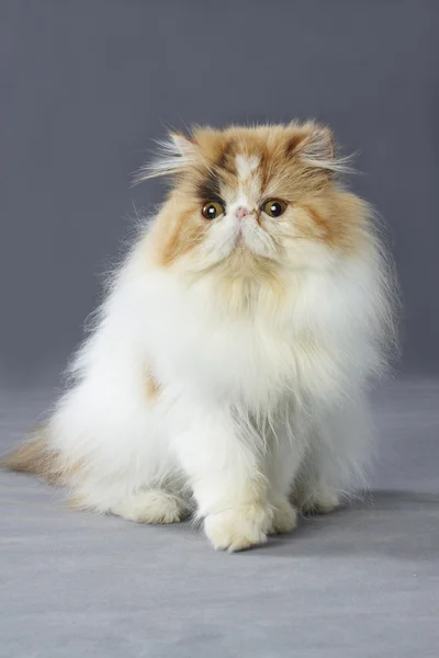 Alaca Farsça kedi ayakta gri arka plan üzerinde