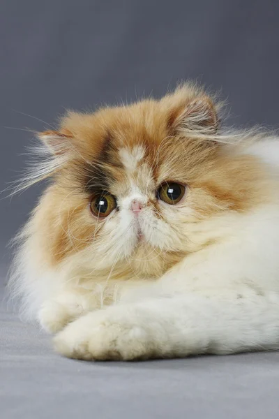 Alaca Farsça kedi