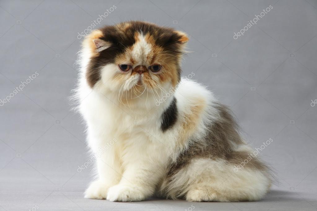 Calico cat cheap persian