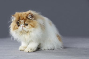 Alaca Farsça kedi ayakta gri arka plan üzerinde