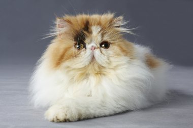 Alaca Farsça kedi gri arka plan üzerinde döşeme