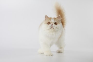 Kırmızı ve beyaz Farsça bacak bacak ve ararken kedi