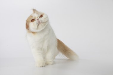 Kırmızı ve beyaz Farsça baş flicking kedi
