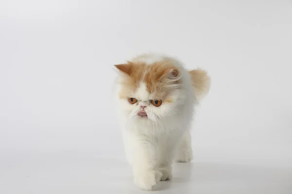 Red and white persian cat walking with tongue out on white background — Stock Photo, Image