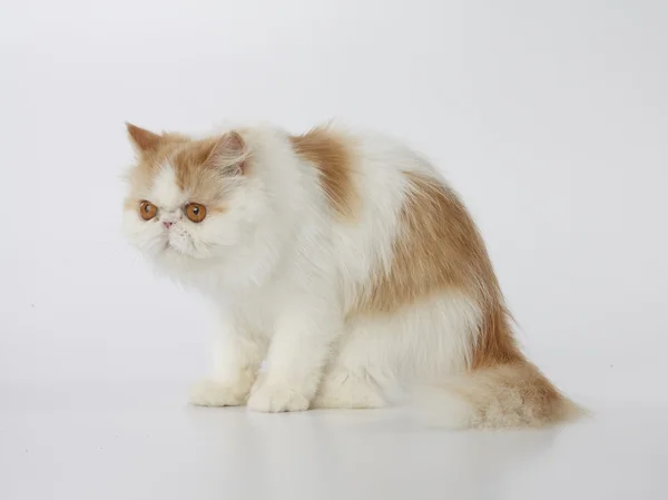 Gato persa rojo y blanco sentado sobre fondo blanco mirando algo — Foto de Stock