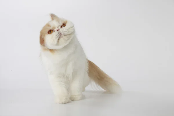 Gato persa rojo y blanco moviendo la cabeza — Foto de Stock