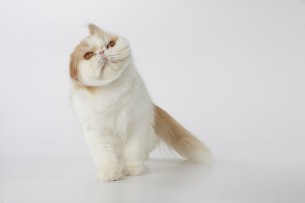 red and white persian cat flicking the head