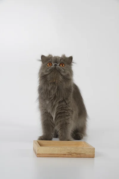 Blue persian cat sit behind wooden tray looking up — Stock Photo, Image