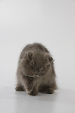 Farsça kedi seyir mavi ve beyaz arka plan üzerinde bir şey kapmak