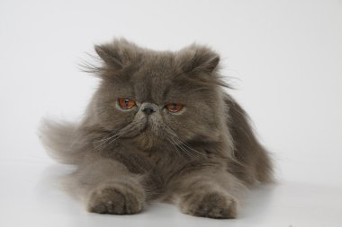 Mavi Farsça kedi beyaz arka plan üzerinde uykulu hissediyorum