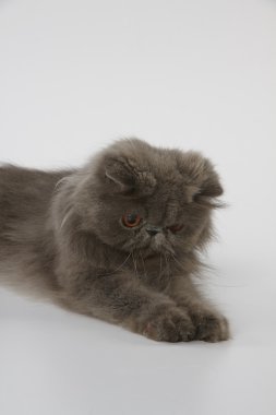 Farsça kedi seyir mavi ve beyaz arka plan üzerinde bir şey yakalamak