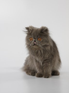 Beyaz arka plan üzerinde oturan dışarı mavi Farsça kedi tonuge